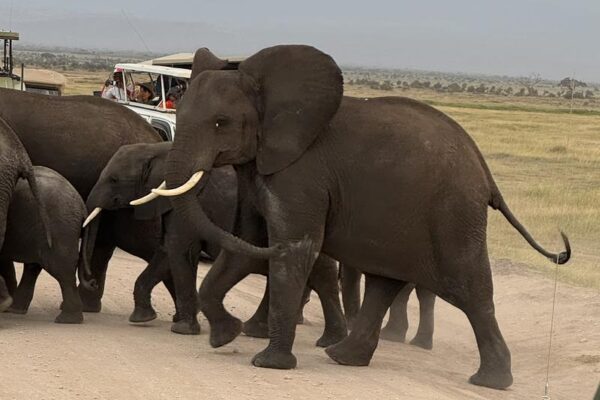 orphanage-elephant-kenya-jpeg
