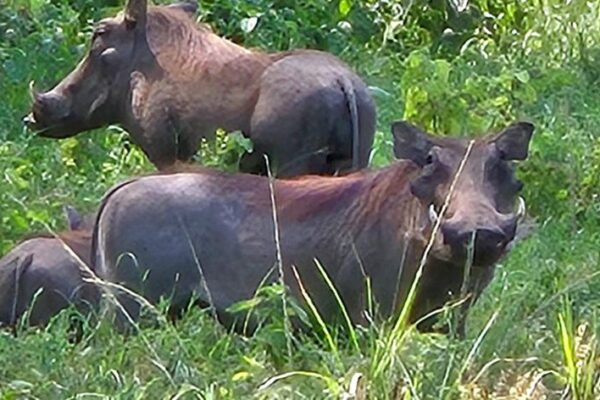 orphanage-warthog-kenya-jpeg