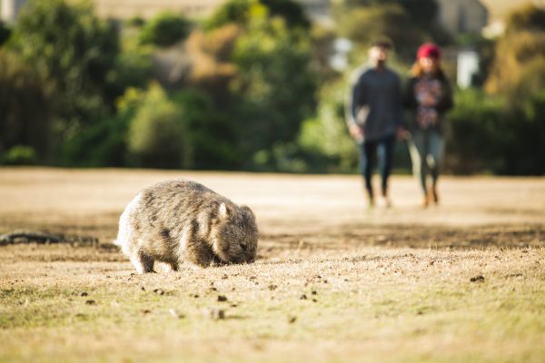 Wombat, Maria Island