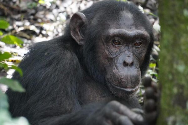 Friendly Chimp Jenny