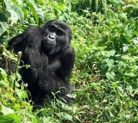 Jenny Rowland Uganda Famil Chimp