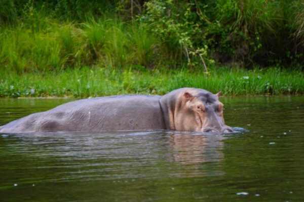 Jenny Uganda hippo