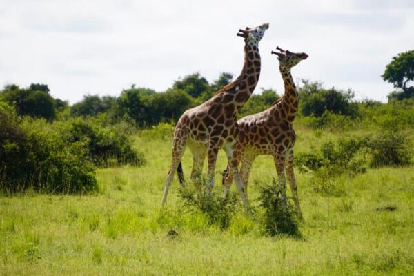 Uganda giraffe